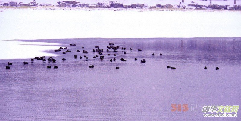 Ц���zӰ����ѩҰ���D