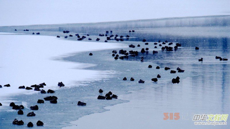 Ц���zӰ����ѩҰ���D