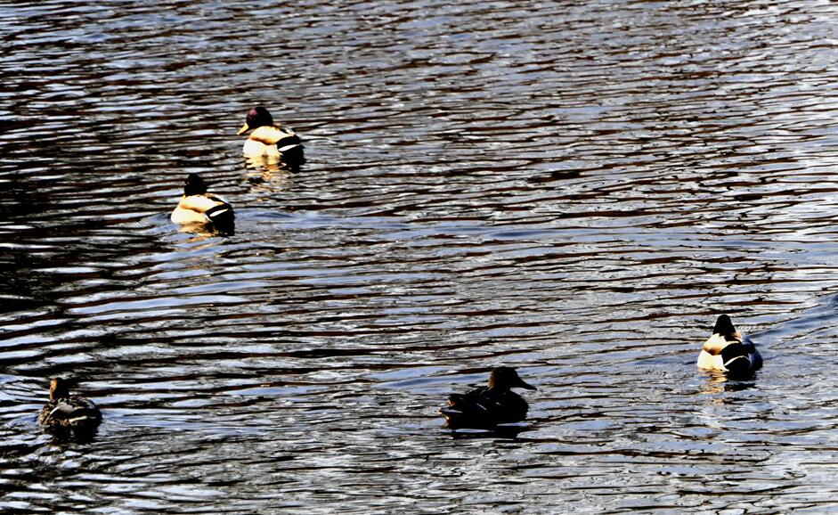 Ц���zӰ����ѩҰ���D