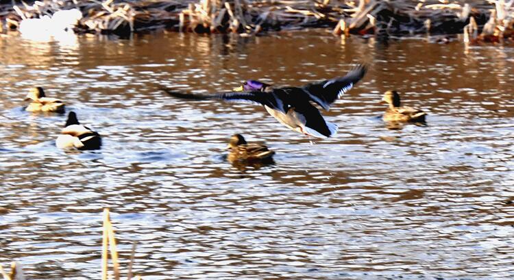 Ц���zӰ����ѩҰ���D