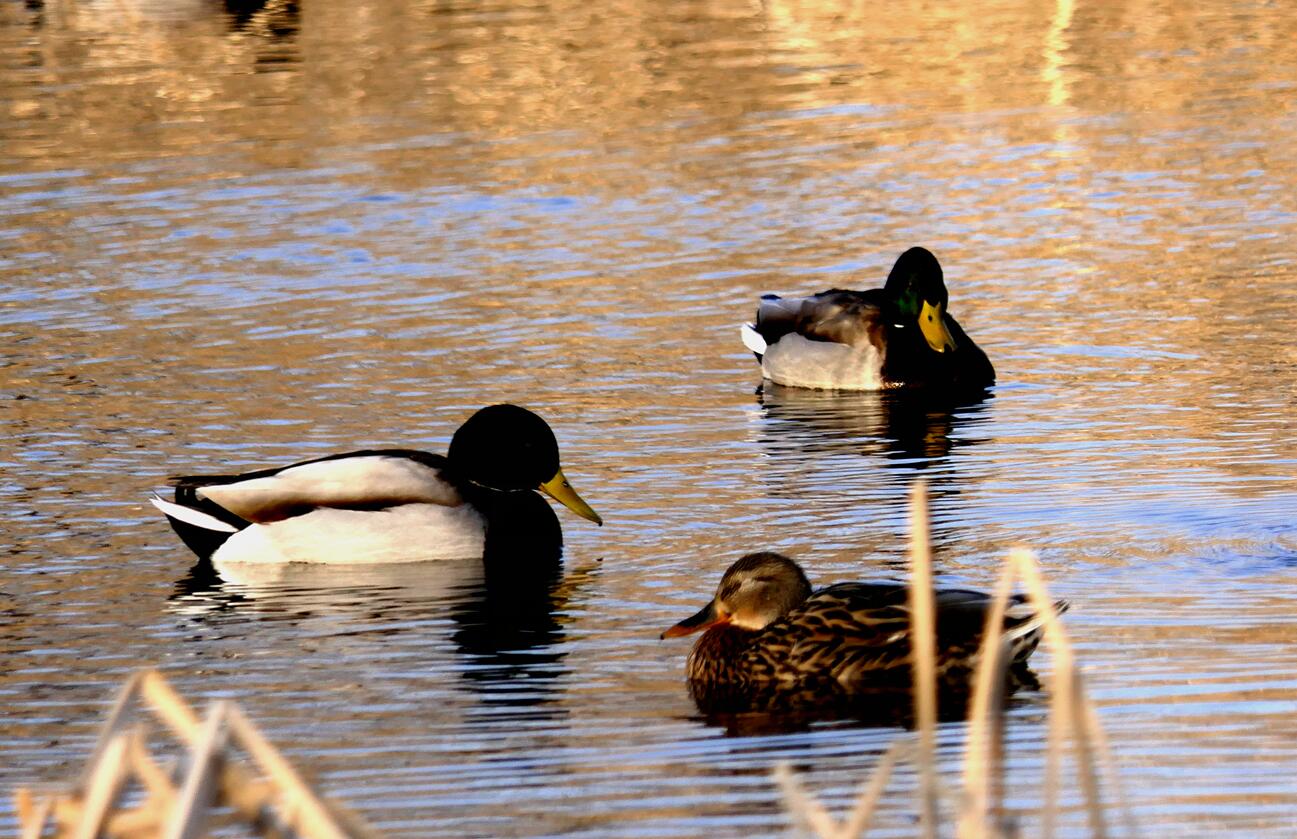 Ц���zӰ����ѩҰ���D