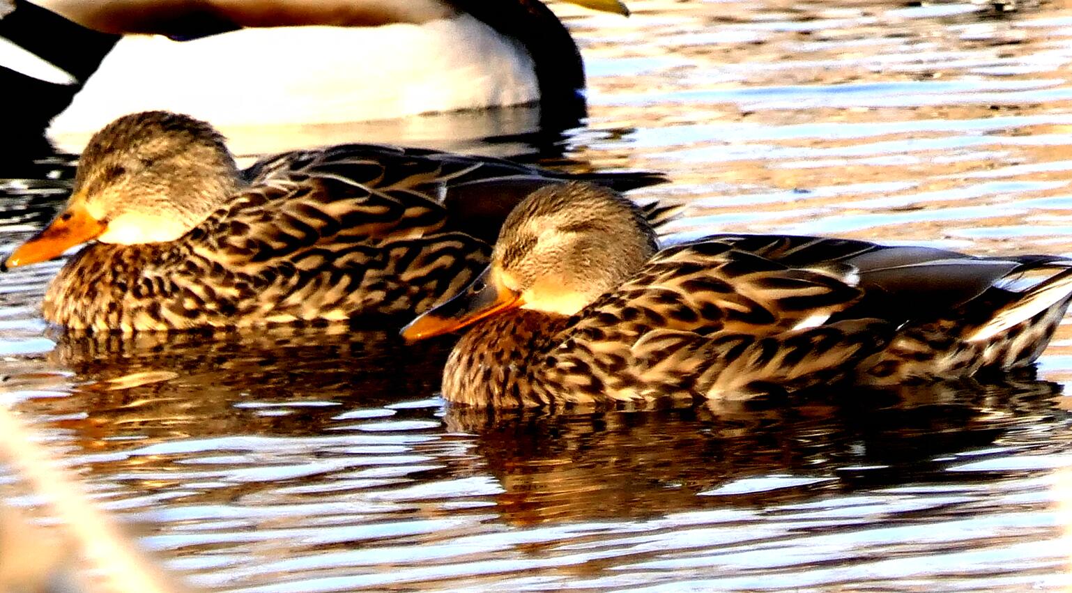 Ц���zӰ����ѩҰ���D