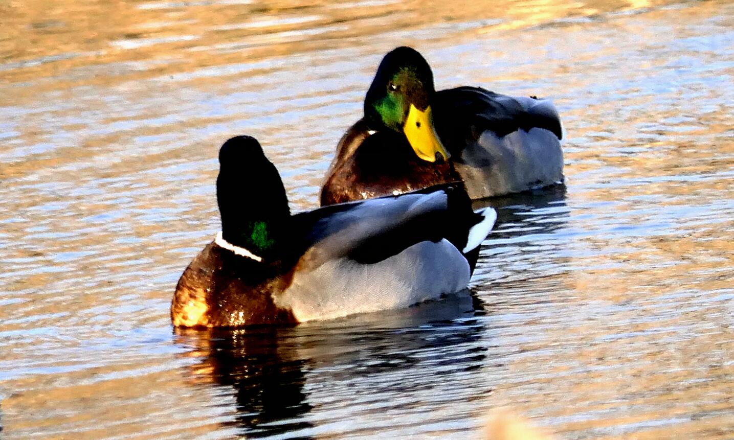 Ц���zӰ����ѩҰ���D