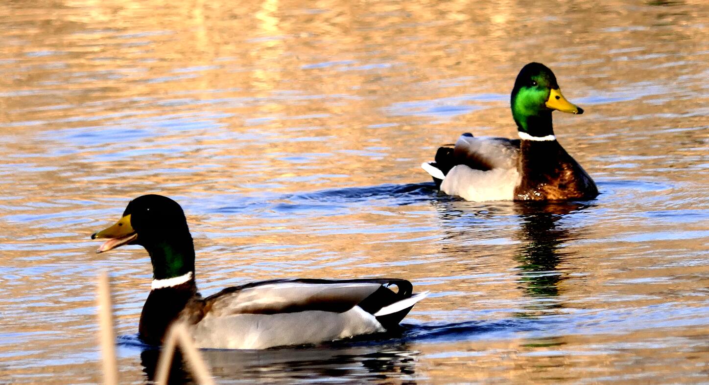 Ц���zӰ����ѩҰ���D