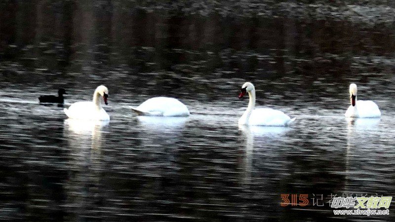 ���㡪���������ڱ����Ϻ��ӽ�Ұ���@