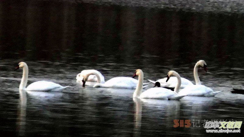 ���㡪���������ڱ����Ϻ��ӽ�Ұ���@