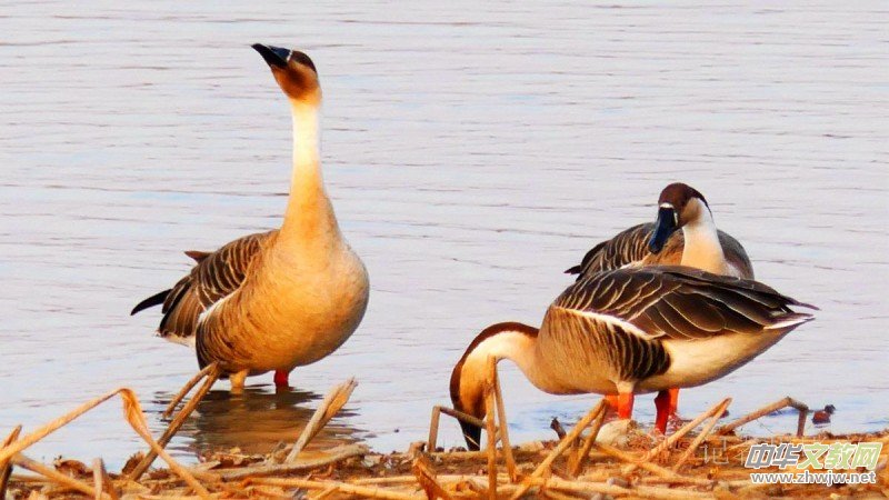 ���㡪���������ڱ����Ϻ��ӽ�Ұ���@