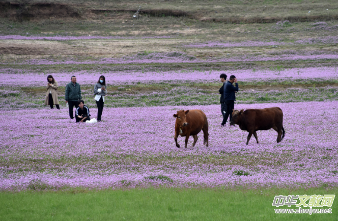 �����V�ţ�ε����^�����ƻ�