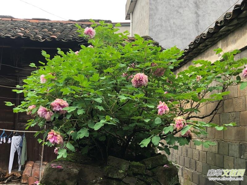 �����V�S������ĵ�� �@�G�������