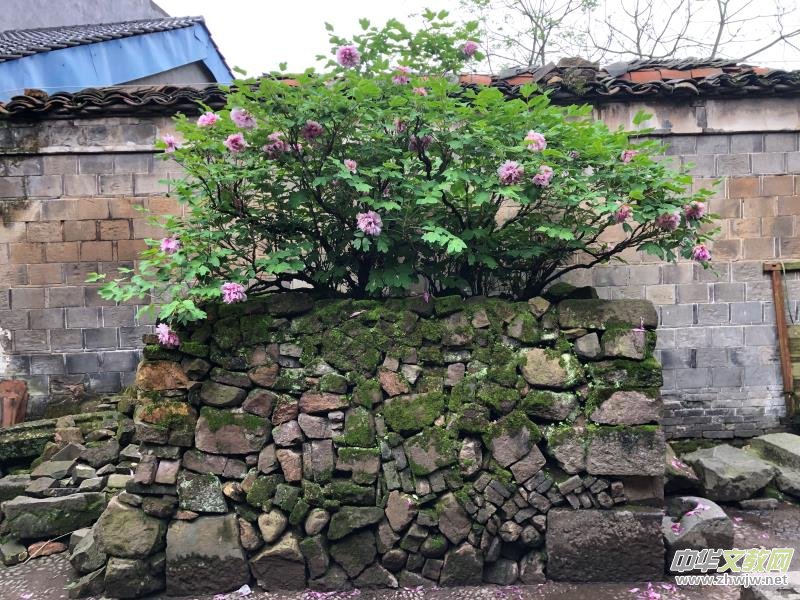 �����V�S������ĵ�� �@�G�������