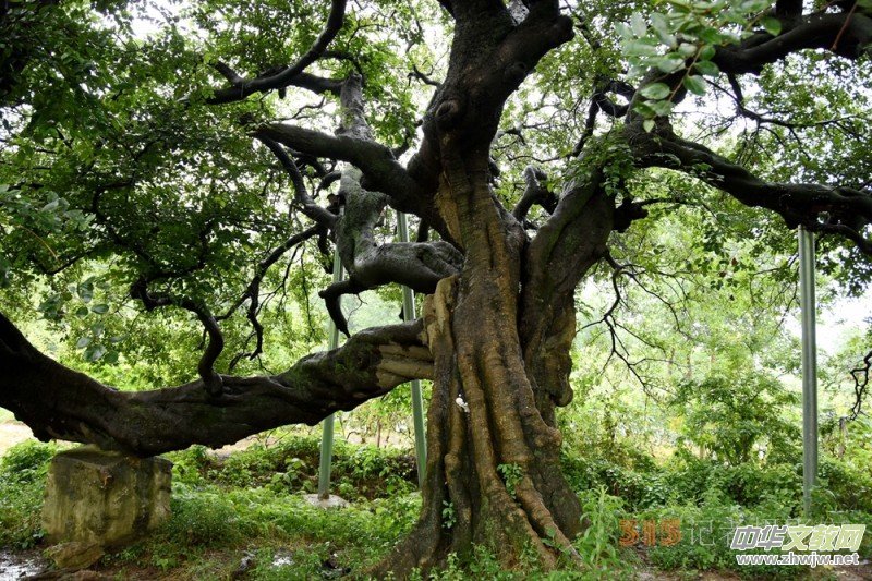 ��`ع�������İ��պͿhʯ���(zh��n)