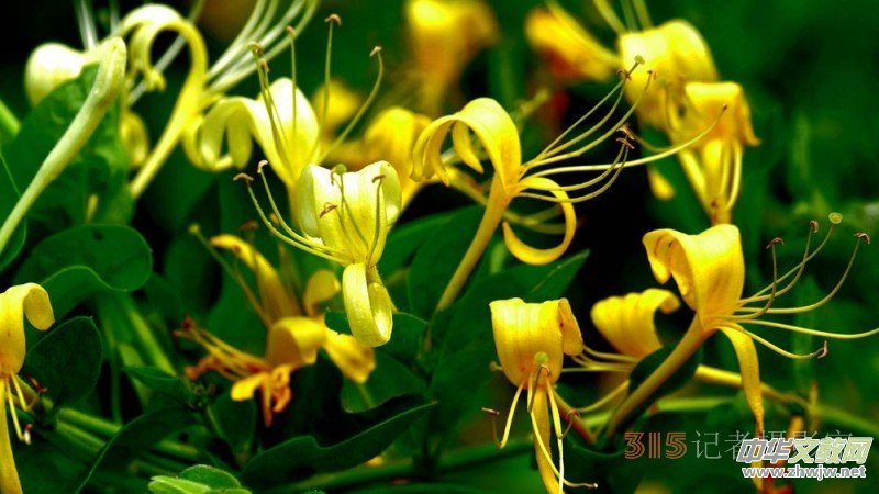 ̼?x��)�Ƽ��˷ʼ��g(sh��)������¹�h���y���Nֲ�����r(n��ng)��ϲ���S��