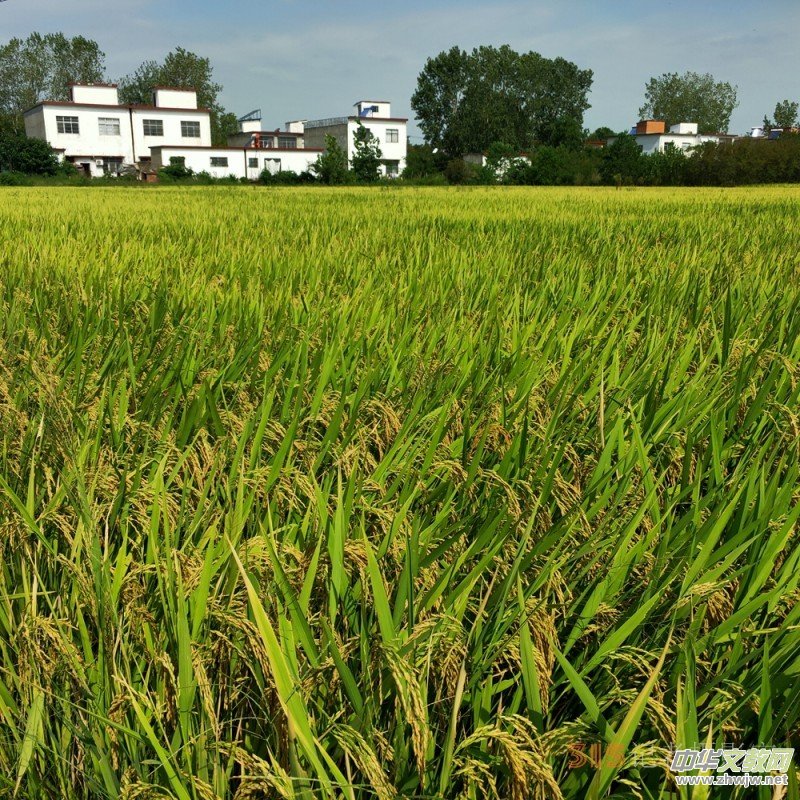 ��ɳԊ�D����һ�l���С·�ߵ���