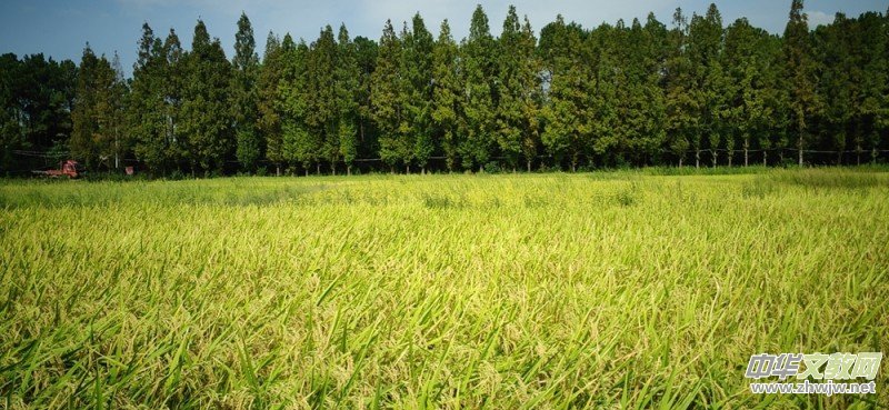 ��ɳԊ�D����һ�l���С·�ߵ���