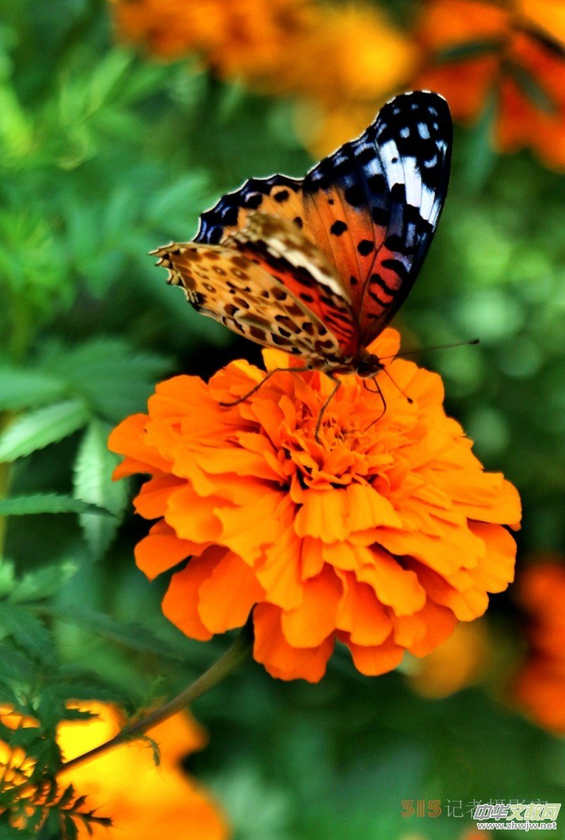 ���軨�G���������O��܊�zӰ��Ʒ