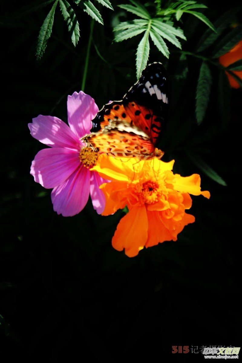 ���軨�G���������O��܊�zӰ��Ʒ