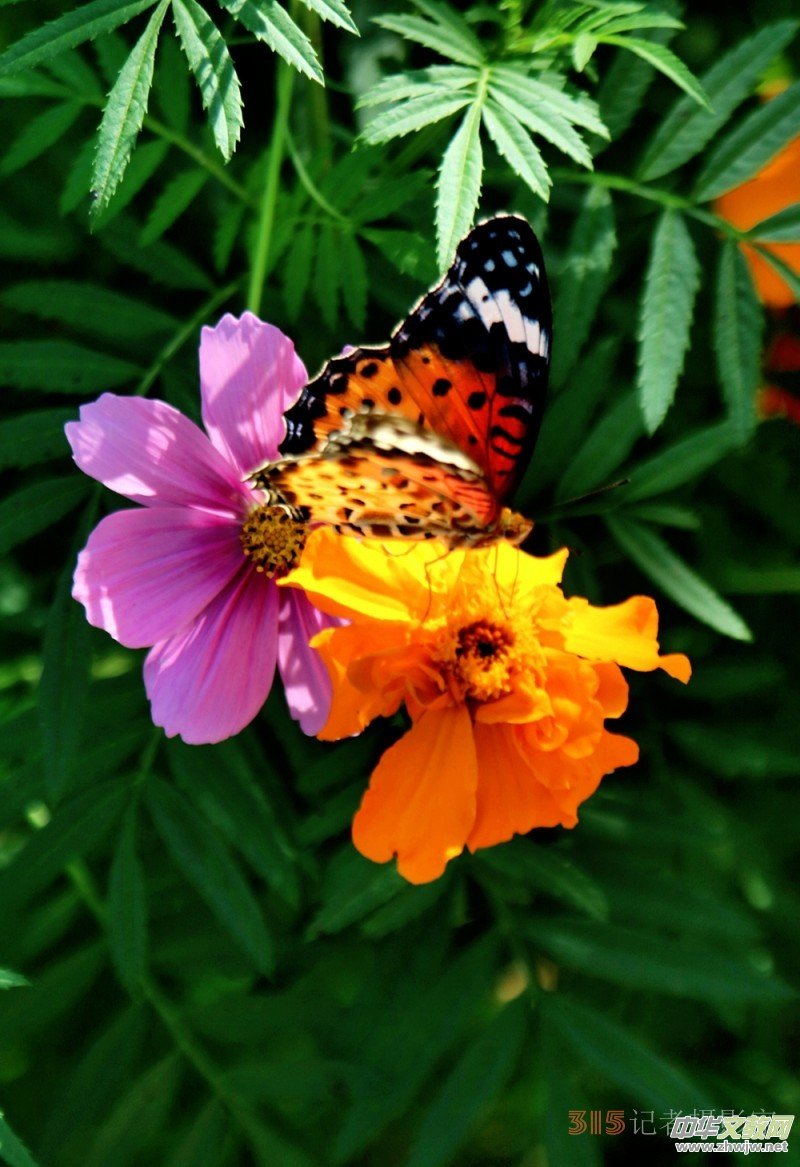 ���軨�G���������O��܊�zӰ��Ʒ