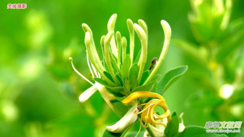 Ц��Ԋ��:����	�鲼����