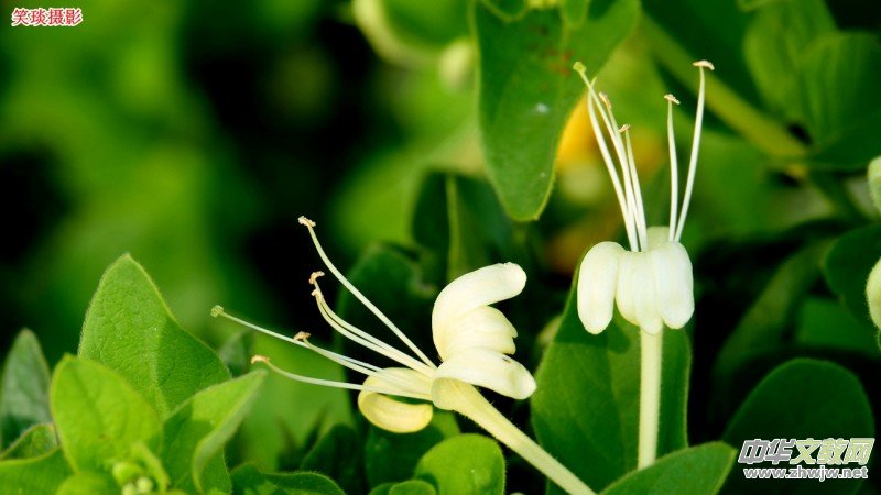 Ц��Ԋ��:����	�鲼����