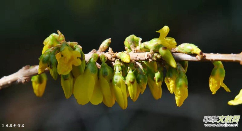 Ц��Ԋ��:����	�鲼����