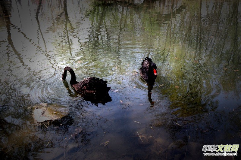 315ӛ�ߔzӰ���������zӰ��Ʒ:�����Z