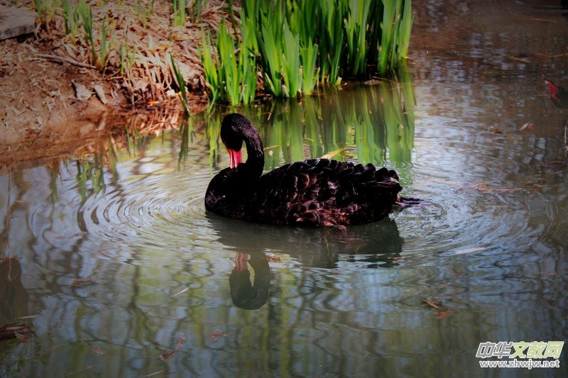 315ӛ�ߔzӰ���������zӰ��Ʒ:�����Z