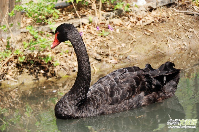 315ӛ�ߔzӰ���������zӰ��Ʒ:�����Z