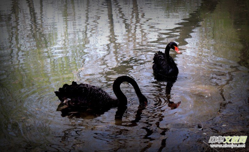 315ӛ�ߔzӰ���������zӰ��Ʒ:�����Z