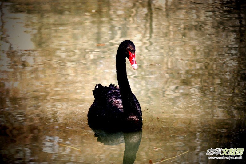 315ӛ�ߔzӰ���������zӰ��Ʒ:�����Z