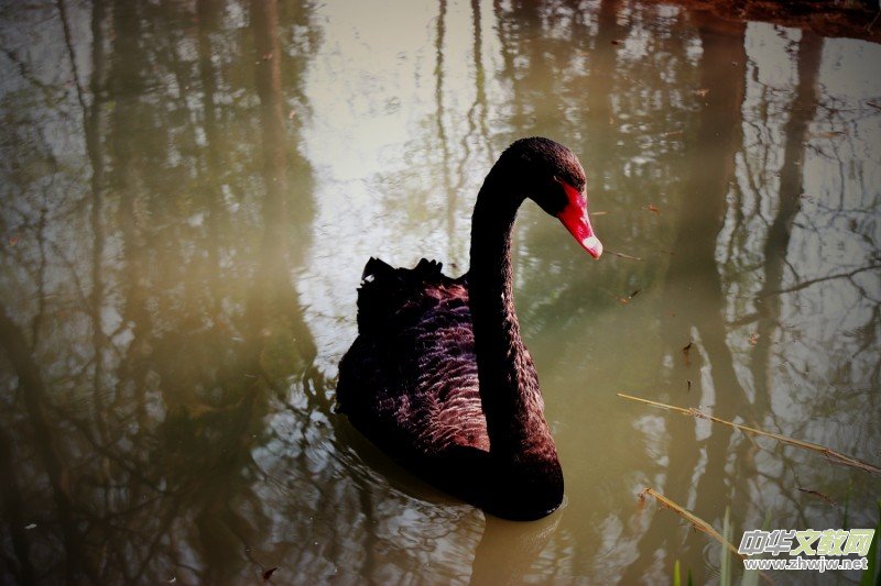 315ӛ�ߔzӰ���������zӰ��Ʒ:�����Z