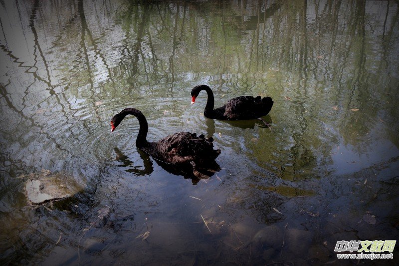 315ӛ�ߔzӰ���������zӰ��Ʒ:�����Z