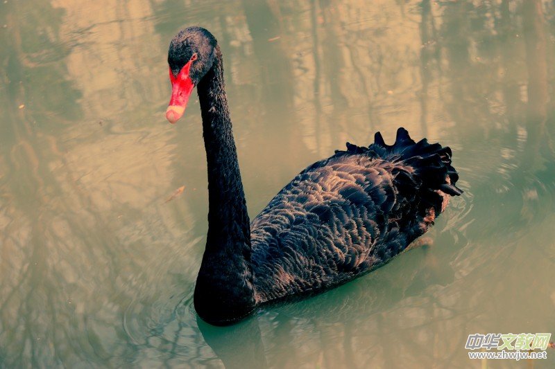 315ӛ�ߔzӰ���������zӰ��Ʒ:�����Z