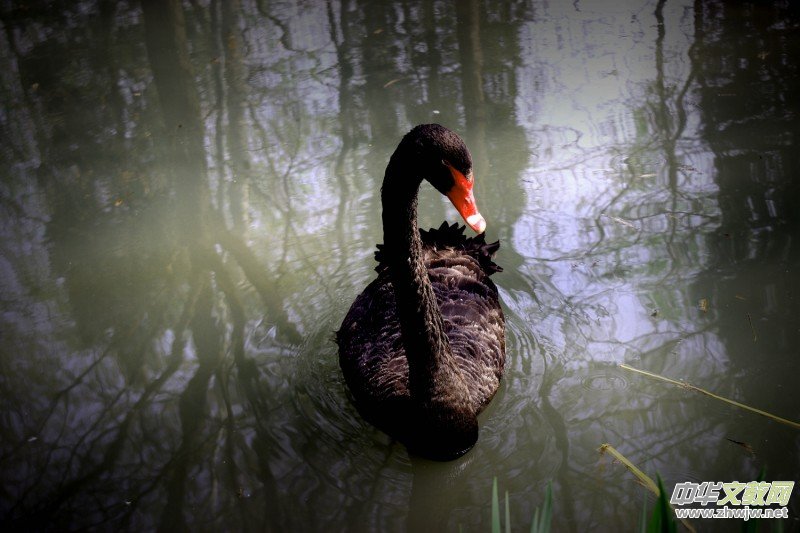 315ӛ�ߔzӰ���������zӰ��Ʒ:�����Z