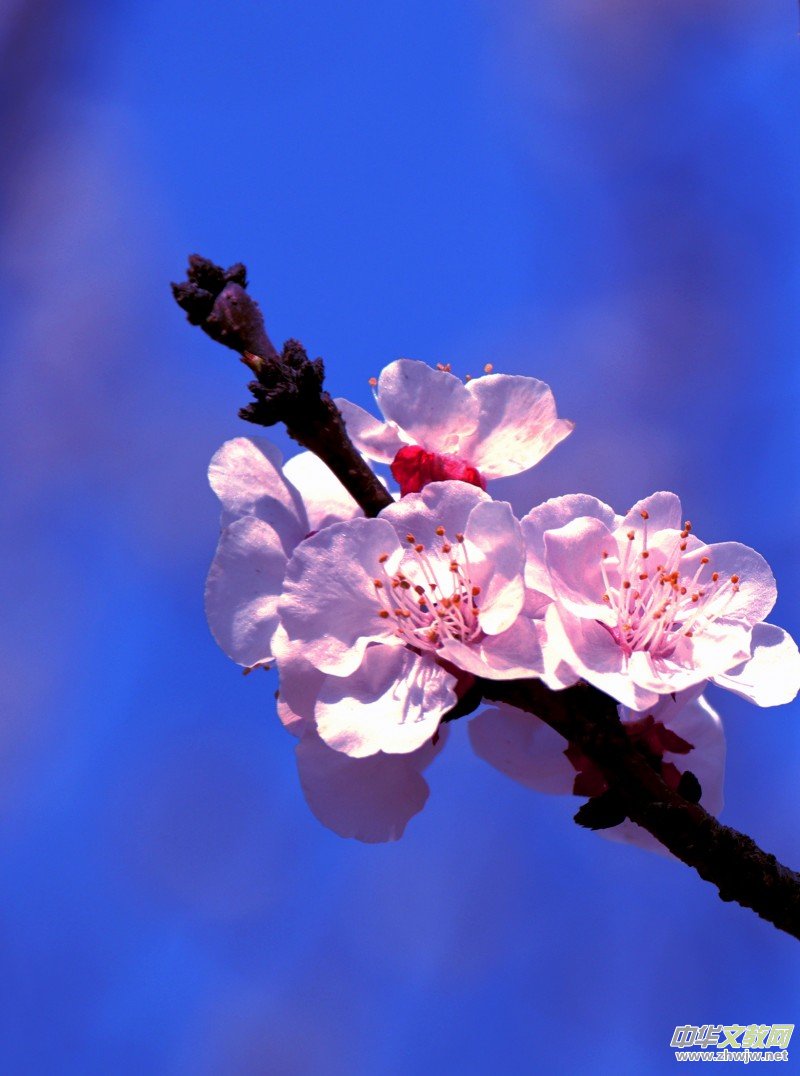 315ӛ�ߔzӰ�����������ܔzӰ��Ʒ