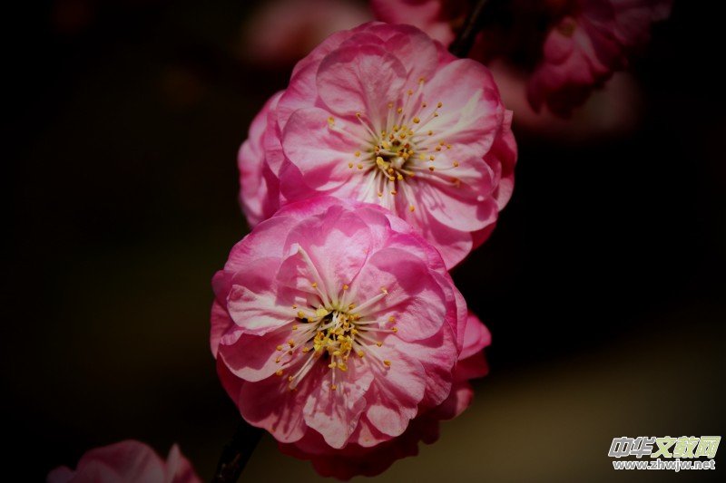 315ӛ�ߔzӰ�����������ܔzӰ��Ʒ