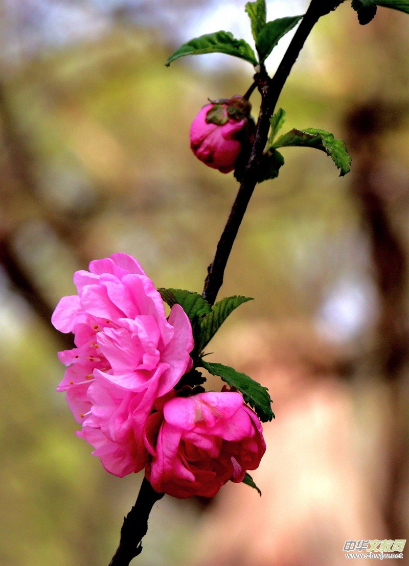 315ӛ�ߔzӰ�����������ܔzӰ��Ʒ