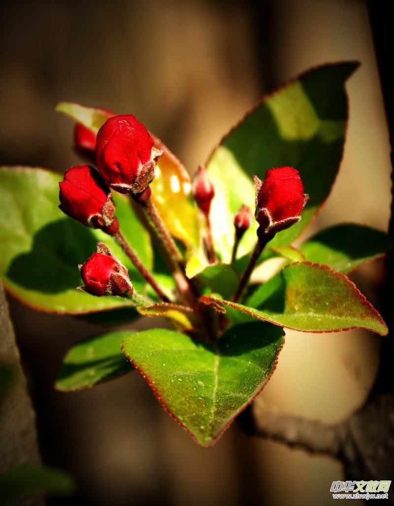 315ӛ�ߔzӰ�����������ܔzӰ��Ʒ