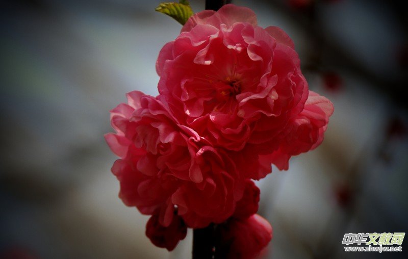 315ӛ�ߔzӰ�����������ܔzӰ��Ʒ