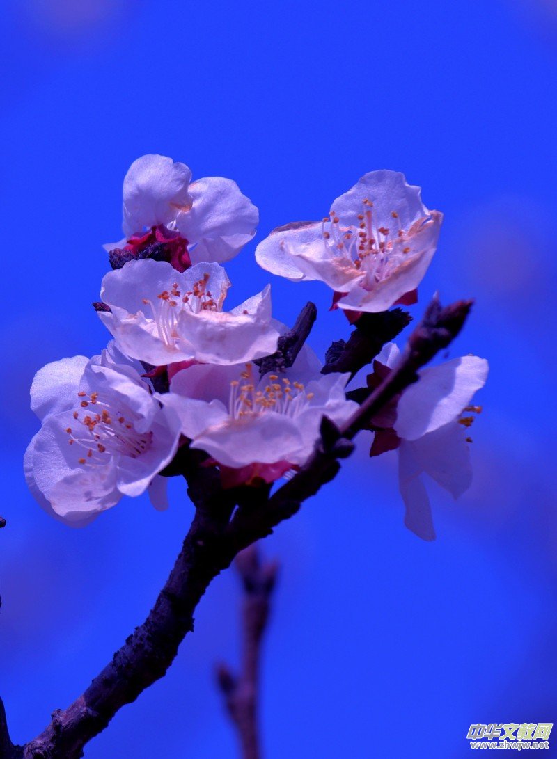 315ӛ�ߔzӰ�����������ܔzӰ��Ʒ