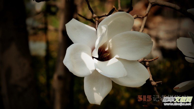 Ц���zӰ�������ֻ��_ �B���Q�G��