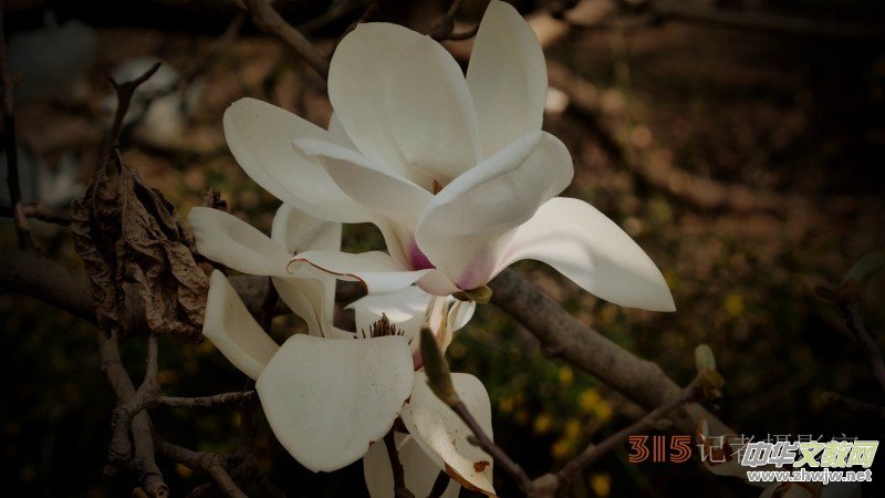 Ц���zӰ�������ֻ��_ �B���Q�G��