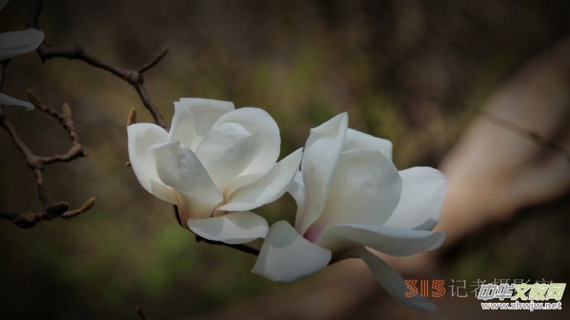 Ц���zӰ�������ֻ��_ �B���Q�G��