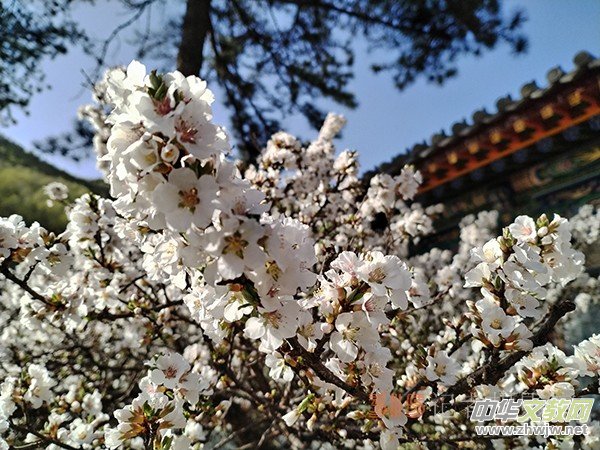 ����Ԋ���zӰ�����_ɽ��ɫ