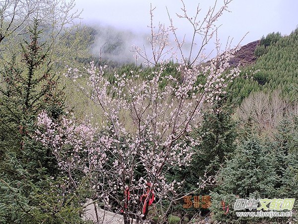 ����Ԋ���zӰ�����_ɽ��ɫ