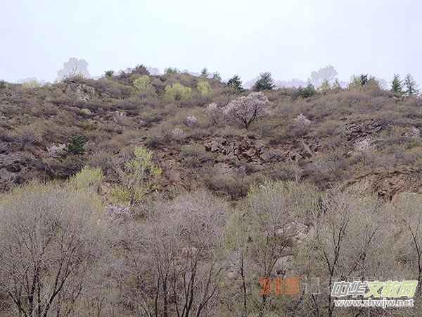 ����Ԋ���zӰ�����_ɽ��ɫ