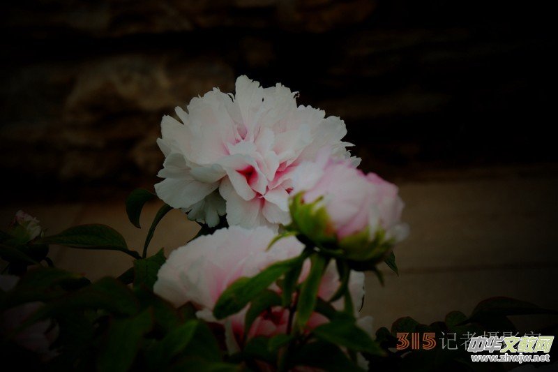 ӛ�ߔzӰ���������zӰ��Ʒ:ǧ���f�B(t��i)��ĵ��