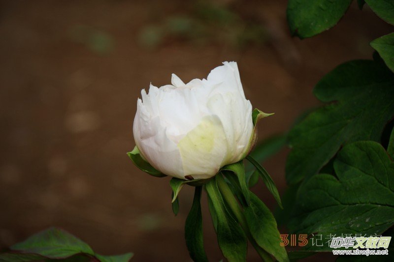 ӛ�ߔzӰ���������zӰ��Ʒ:ǧ���f�B(t��i)��ĵ��