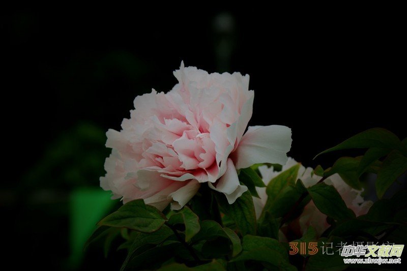 ӛ�ߔzӰ���������zӰ��Ʒ:ǧ���f�B(t��i)��ĵ��