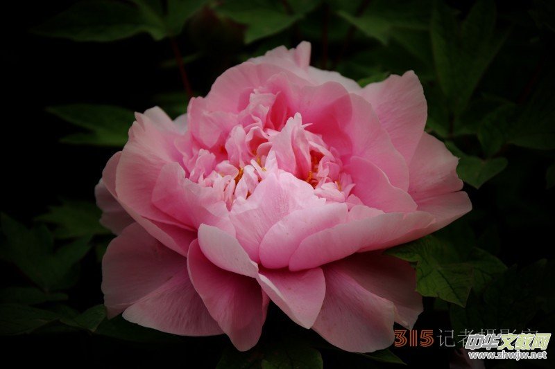 ӛ�ߔzӰ���������zӰ��Ʒ:ǧ���f�B(t��i)��ĵ��