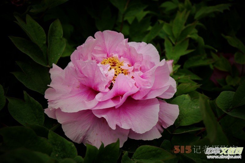 ӛ�ߔzӰ���������zӰ��Ʒ:ǧ���f�B(t��i)��ĵ��